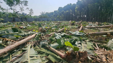 রাতের আঁধারে কৃষকের ৫ শতাধিক কলাগাছ কেটে দিলো কারা?