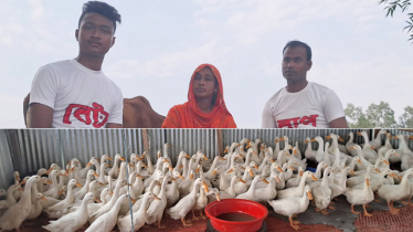 বাপ-বেটার রাজহাঁসের খামার, বদলে দিয়েছে পরিবারের ভাগ্য