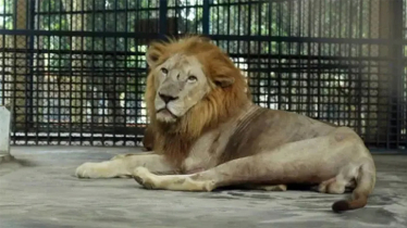 খাঁচার বাইরে চলে এসেছে ঢাকার চিড়িয়াখানার সিংহ, চলছে নিয়ন্ত্রণের চেষ্টা