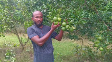 মাল্টা চাষে সফলতা, লাভবান হচ্ছেন সাতক্ষীরার চাষীরা