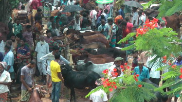 নাটোরে প্রস্তুত ৫লাখ ২২৭টি পশু, বাজারমূল্য প্রায় ২ হাজার কোটি টাকা