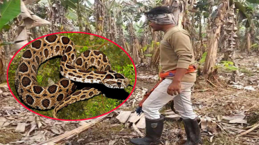 রাসেল ভাইপার আতঙ্ক, গামবুট পায়ে মাঠে নামছেন কৃষক