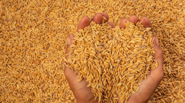 চাষীর কাটা ধান লুট করে নেয়ার অভিযোগ
