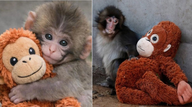 মা-হারা পাঞ্চের কোলে খেলনা ওরাংওটান, আবেগে ভাসছে নেটদুনিয়া মা-হারা পাঞ্চের কোলে খেলনা ওরাংওটান, আবেগে ভাসছে নেটদুনিয়া