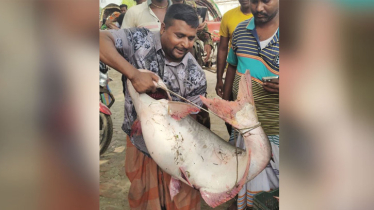 পদ্মায় ধরা পড়লো ২৫ কেজির পাঙ্গাস, বিক্রি হলো ৬৩ হাজার ৭৫০ টাকায়