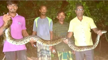 ধানক্ষেতে মিলল ১২ ফুট লম্বা বিশাল অজগর সাপ