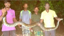 ধানক্ষেতে মিলল ১২ ফুট লম্বা বিশাল অজগর সাপ