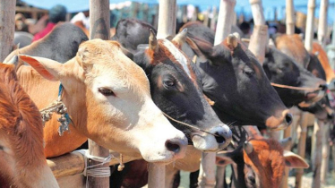 কোরবানির পশু কেনার আগে যেসব বিষয় বিবেচনা করতে হবে
