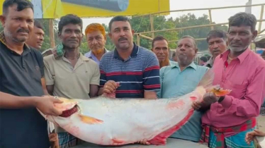 পদ্মায় ধরা পড়লো ২২ কেজির এক ঢাই মাছ, দাম ১ লাখ ৪ হাজার