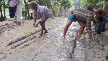 কাদায় ভরা সড়কে ধান রোপণ করে অভিনব প্রতিবাদ!