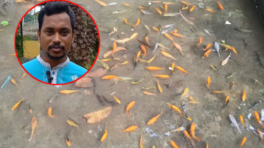 মাস্টার্স পাশের পর রঙিন মাছ চাষ, লাখোপতি গাইবান্ধার সাগর মাস্টার্স পাশের পর রঙিন মাছ চাষ, লাখোপতি গাইবান্ধার সাগর