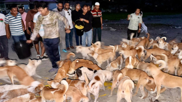 সেন্ট মার্টিনে অভুক্ত কুকুরদের পাশে অ্যানিমেল ওয়েলফেয়ার অ্যাসোসিয়েশন