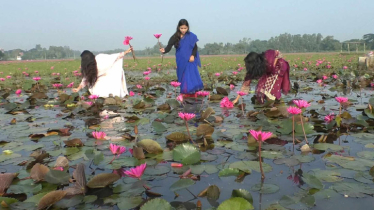 লাল শাপলা ছড়াচ্ছে মুগ্ধতা, আনন্দে আত্মহারা দর্শনার্থীরা