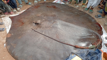 মেঘনায় ধরা পড়লো ৮ মণ ওজনের শাপলাপাতা মাছ, বিক্রি লাখ টাকায়