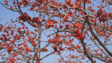 ফাগুনের আগুনে রাঙা দেশের সর্ববৃহৎ শিমুল বাগান ফাগুনের আগুনে রাঙা দেশের সর্ববৃহৎ শিমুল বাগান