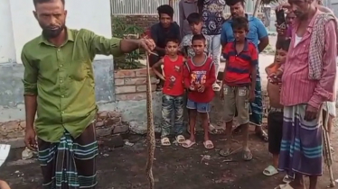 রাসেল ভাইপারের কামড়ে কৃষকের মৃত্যু, পিটিয়ে মারা হলো দুটি সাপ