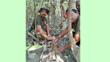 সুন্দরবনে শিকারীদের ফাঁদে আটক হরিণ, মুক্ত করে ছাড়া হলো বনে সুন্দরবনে শিকারীদের ফাঁদে আটক হরিণ, মুক্ত করে ছাড়া হলো বনে