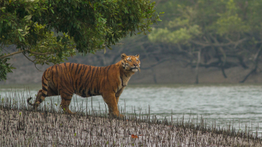 তিন মাস পর বনজীবী ও পর্যটকদের জন্য উন্মুক্ত হলো সুন্দরবন