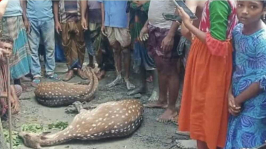বাঘের তাড়া খেয়ে লোকালয়ে আসা দুটি হরিণ ছেড়ে দেয়া হলো সুন্দরবনে