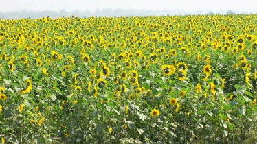 টাঙ্গাইলে সূর্যমুখীর হাসি, কৃষকের মুখে স্বস্তির আলো
