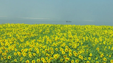 যমুনার চরে ফুটছে হাজারো সূর্যমুখী, ছুটে আসছেন ফুলপ্রেমীরা যমুনার চরে ফুটছে হাজারো সূর্যমুখী, ছুটে আসছেন ফুলপ্রেমীরা