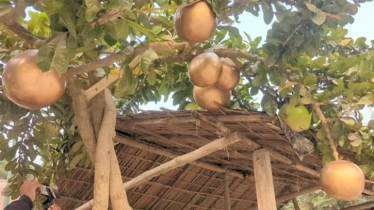 গাছে ঝুলছে ডাবের মতো সোনালী ফল, এলাকায় চাঞ্চল্য