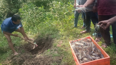 জেল পুশ করা চিংড়ি পেয়ে পুতে ফেললো ভ্রাম্যমাণ আদালত