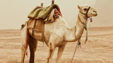 উটের জন্য পাসপোর্ট চালু হচ্ছে সৌদি আরবে