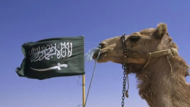 যে কারণে লাখ লাখ উটকে পাসপোর্ট দিচ্ছে সৌদি