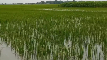 চাঁপাইনবাবগঞ্জে পানির নীচে কৃষকের উৎপাদিত ফসল