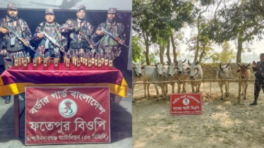 সীমান্তে বিজিবির অভিযান, ৬৬ বোতল ভারতীয় মদ ও ১১টি গরু জব্দ