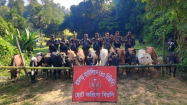 রামগড়ে বিজিবির অভিযান, ৩১টি ভারতীয় গরু জব্দ