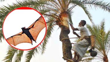 নিপাহ ভাইরাস আতঙ্ক: খেজুরের রস খেতে যত সতর্কতা নিপাহ ভাইরাস আতঙ্ক: খেজুরের রস খেতে যত সতর্কতা