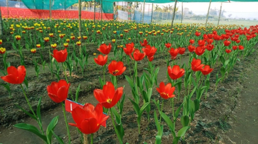 তেঁতুলিয়ার মাটিতে ফুটেছে নেদারল্যান্ডসের রাজসিক ফুল ‘টিউলিপ’