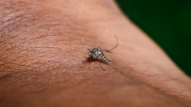 ডেঙ্গুতে প্রাণ গেলো আরও ৩ জনের, হাসপাতালে ১ হাজার ৭ জন ডেঙ্গুতে প্রাণ গেলো আরও ৩ জনের, হাসপাতালে ১ হাজার ৭ জন