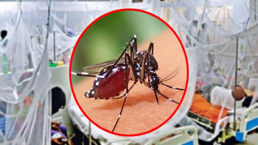 ডেঙ্গুর প্রকোপে দীর্ঘ হচ্ছে লাশের সারি, ২৪ ঘণ্টায় আরও ৬ মৃত্যু ডেঙ্গুর প্রকোপে দীর্ঘ হচ্ছে লাশের সারি, ২৪ ঘণ্টায় আরও ৬ মৃত্যু