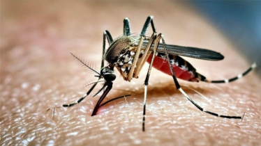 ডেঙ্গুতে প্রাণ গেলো আরও ৫ জনের, হাসপাতালে ১০৩৪ জন 