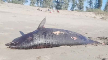 সৈকতে আরও একটি মৃত ডলফিন ভেসে এসেছে 