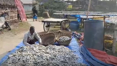 মিষ্টি পানির মাছ দিয়ে তৈরি হচ্ছে শুটকি, কর্মসংস্থানে নতুন সম্ভাবনা