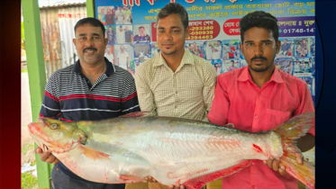 ১১ কেজি ওজনের ‘ঢাই’ মা‌ছ বি‌ক্রি হলো ৪৬ হাজার টাকায় 