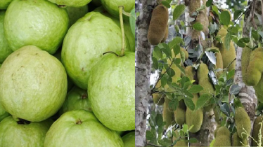 আমের পর এবার বাংলাদেশি কাঁঠাল-পেয়ারা আমদানি করতে চায় চীন