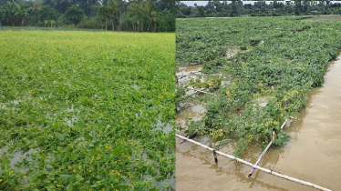 ভারী বৃষ্টির প্রভাবে ৭২ হাজার হেক্টর জমির ফসল ক্ষতিগ্রস্ত