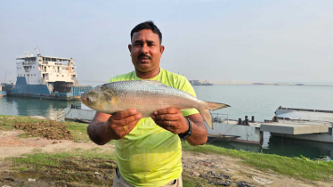 পদ্মার এক ইলিশ বিক্রি হলো সাড়ে ৮ হাজার টাকায়