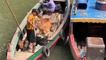 রাঙামাটিতে ফাঁদ পেতে চলছে কুকুর শিকার, ভারতে পাচারের অভিযোগ রাঙামাটিতে ফাঁদ পেতে চলছে কুকুর শিকার, ভারতে পাচারের অভিযোগ