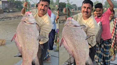 ২৮০০ টাকা দরে বিক্রি হলো ১৯ কেজির এক কাতল