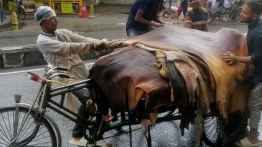 সরকারের বেঁধে দেওয়া দামের চেয়ে অনেক কমে কোরবানির পশুর চামড়া বিক্রি