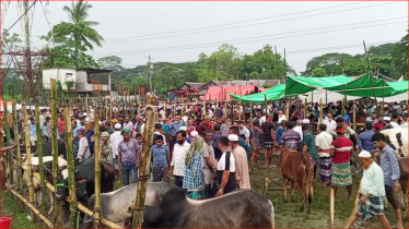 শেষ মুহূর্তে জমে উঠেছে মাদারীপুরে পশুর হাট, ক্রেতাদের উপচে পড়া ভীড়
