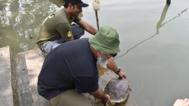 সুন্দরবনে বংশ বৃদ্ধি করছে মহাবিপন্ন বাটাগুর বাসকা জাতের কচ্ছপ 