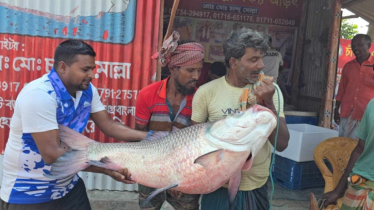 পদ্মার এক কাতলের দাম ৫০ হাজার!