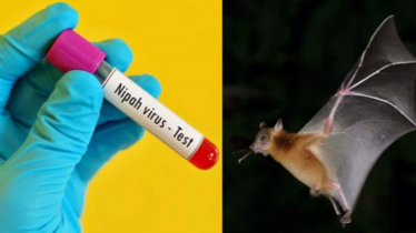 নিপাহ ভাইরাস আতঙ্ক: ৩৫ জেলায় শনাক্ত  